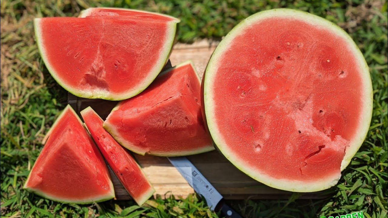 Tips for Harvesting A Juicy Watermelon | Crimson Sweet 🍉 #garden #watermelon