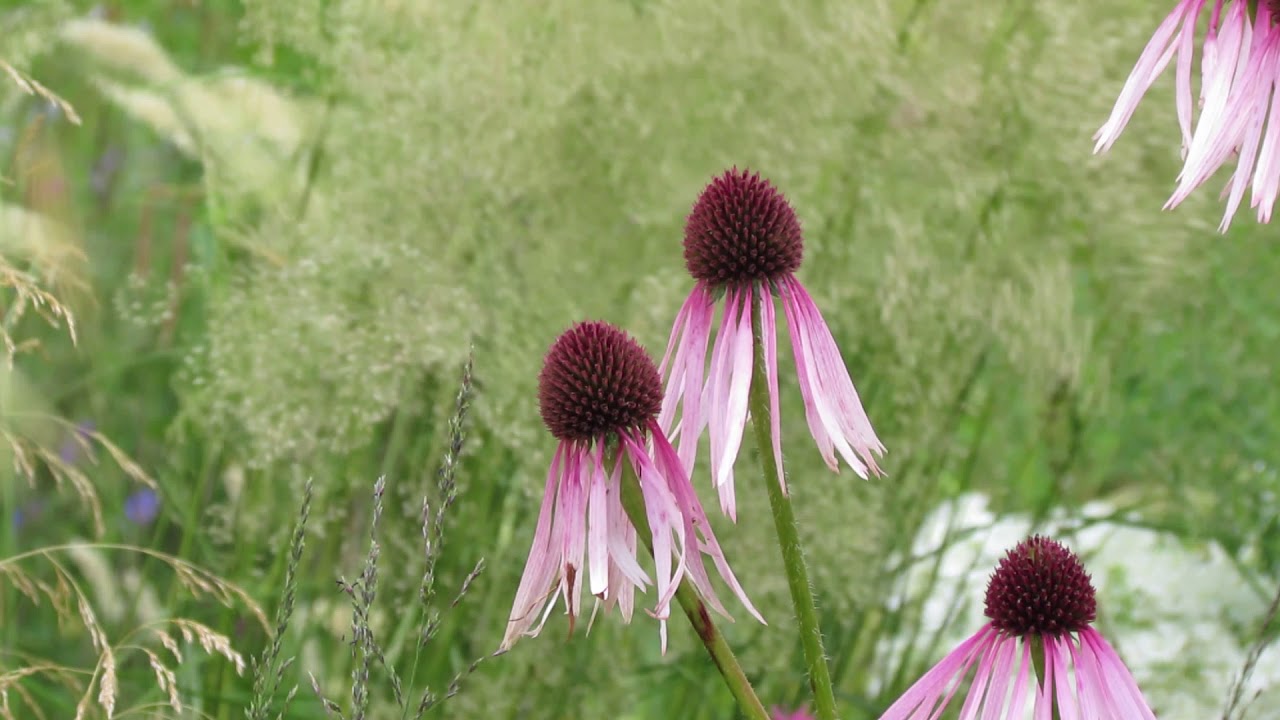 Echinacea pallida
