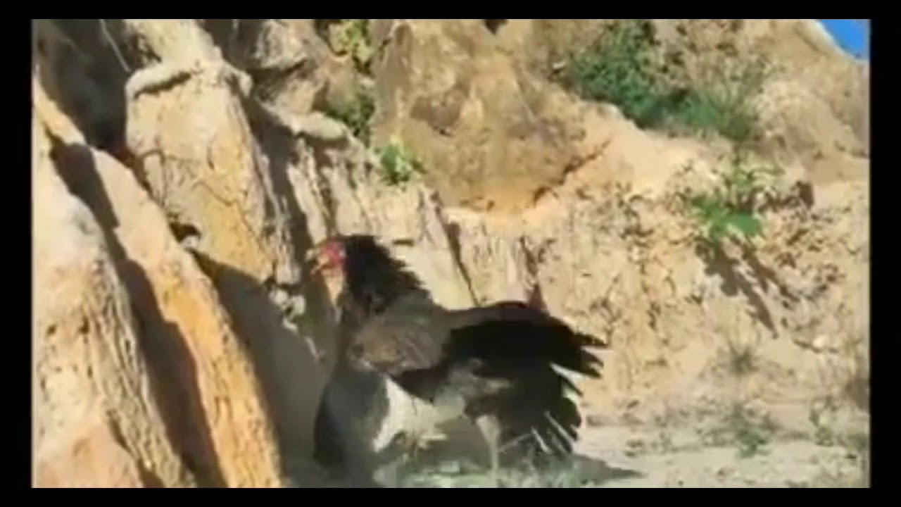Mother Chicken defends chicks from Hawk attack, hawk instantly regrets