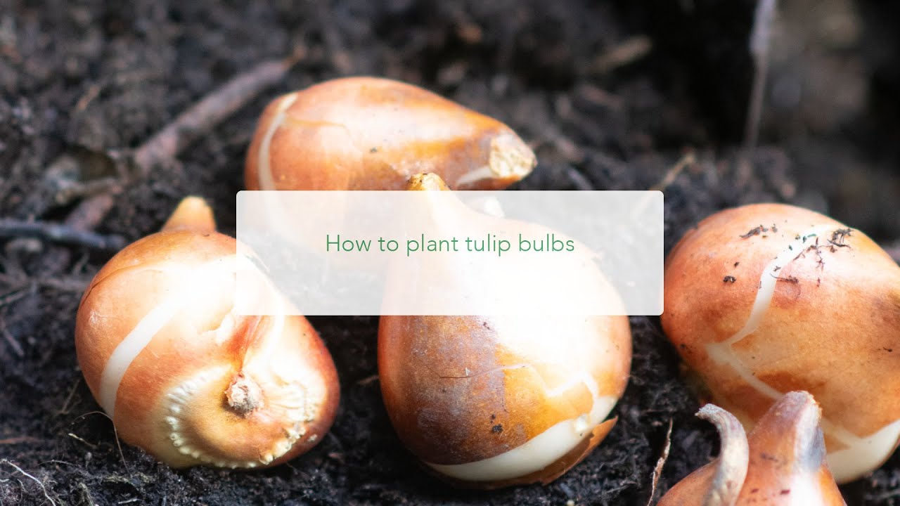 How to plant tulip bulbs in a pot. How many bulbs to plant and how deep to plant them.