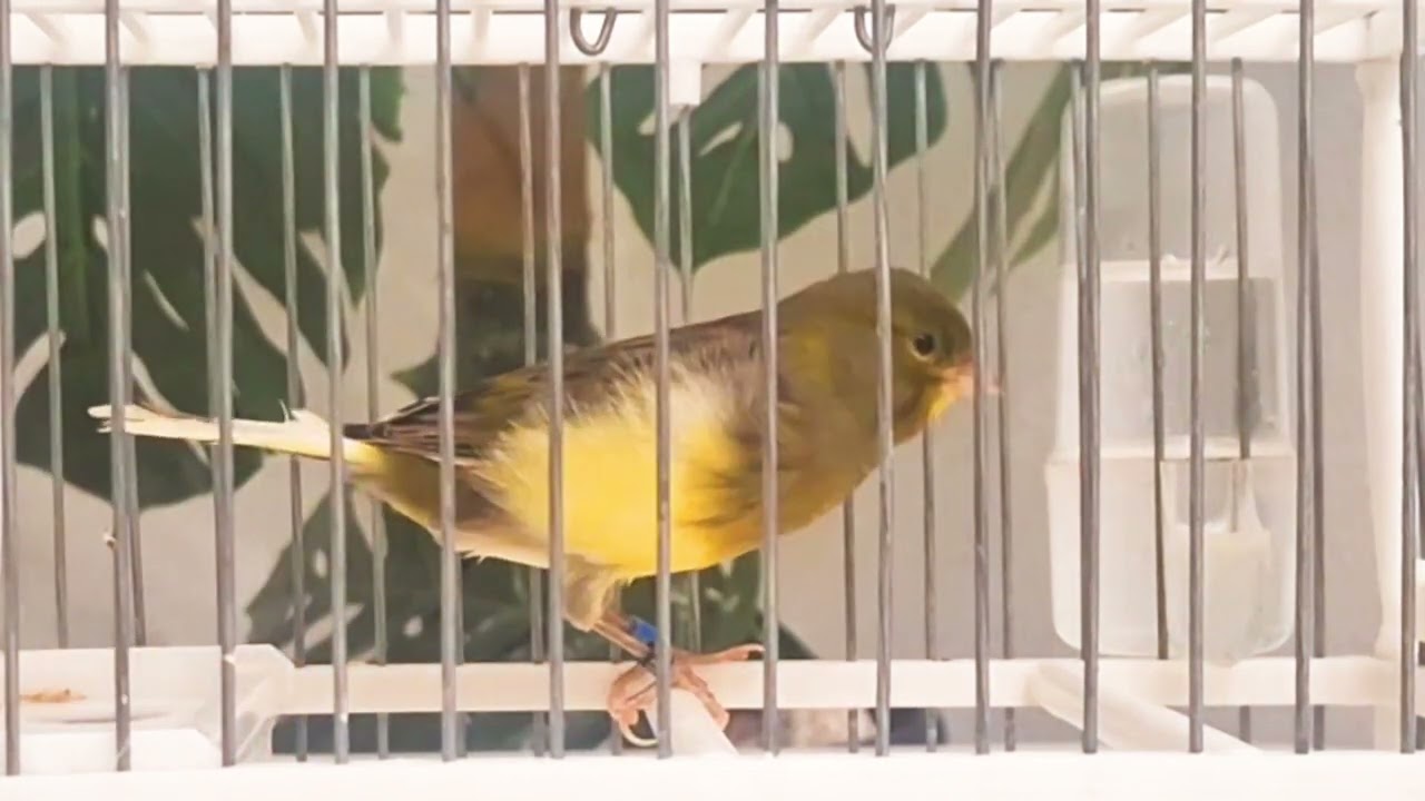 Chant canari timbrado floreado