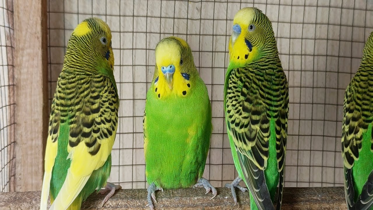 Happy Budgie sounds