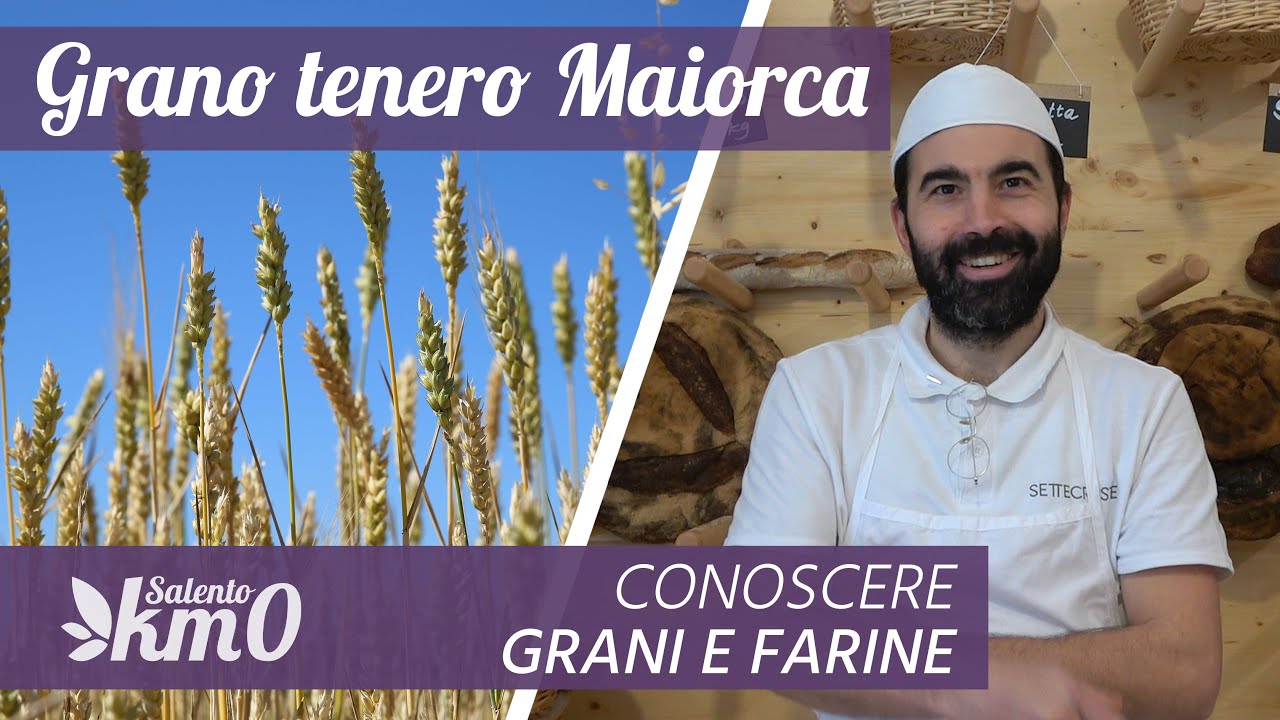 Conoscere grani e farine - Il Grano Maiorca