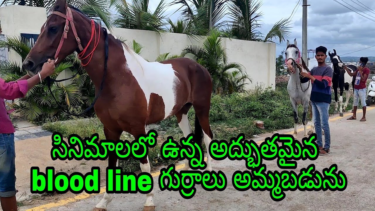 Old blood line Horses for sale In Hyderabad Telangana