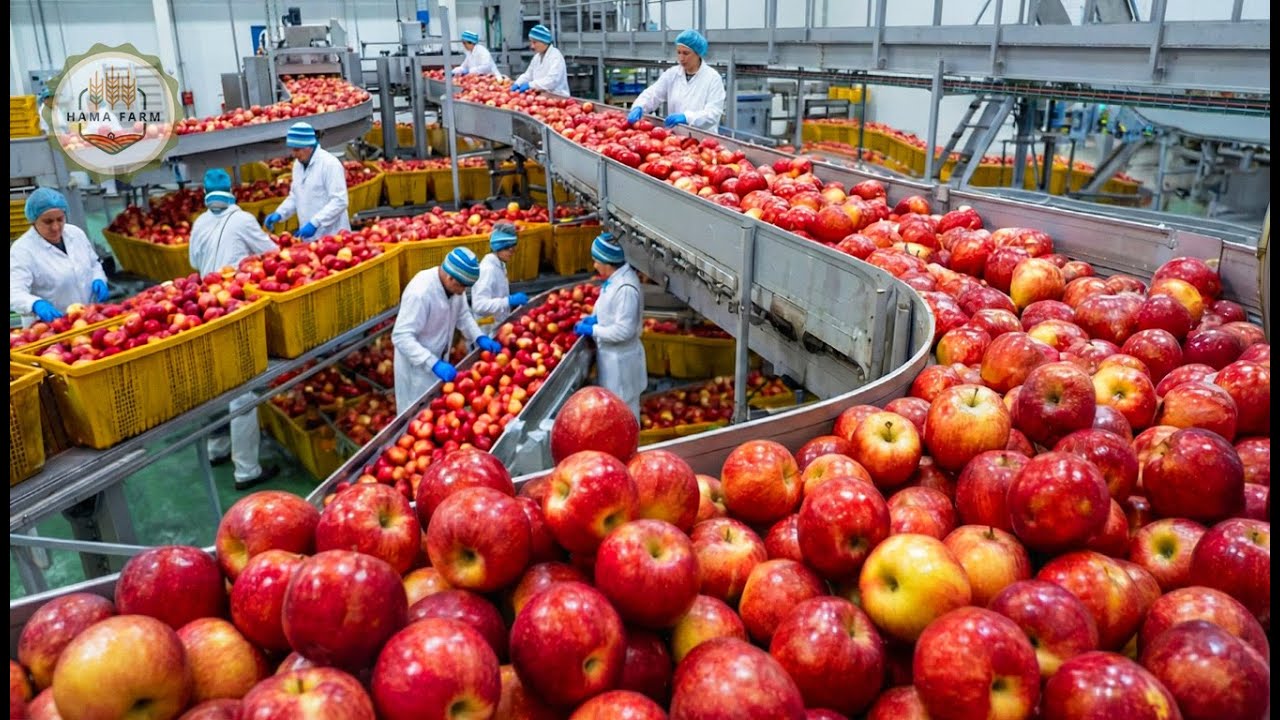 How Millions of Apples Are Processed into Apple Juice | Agricultural Technology