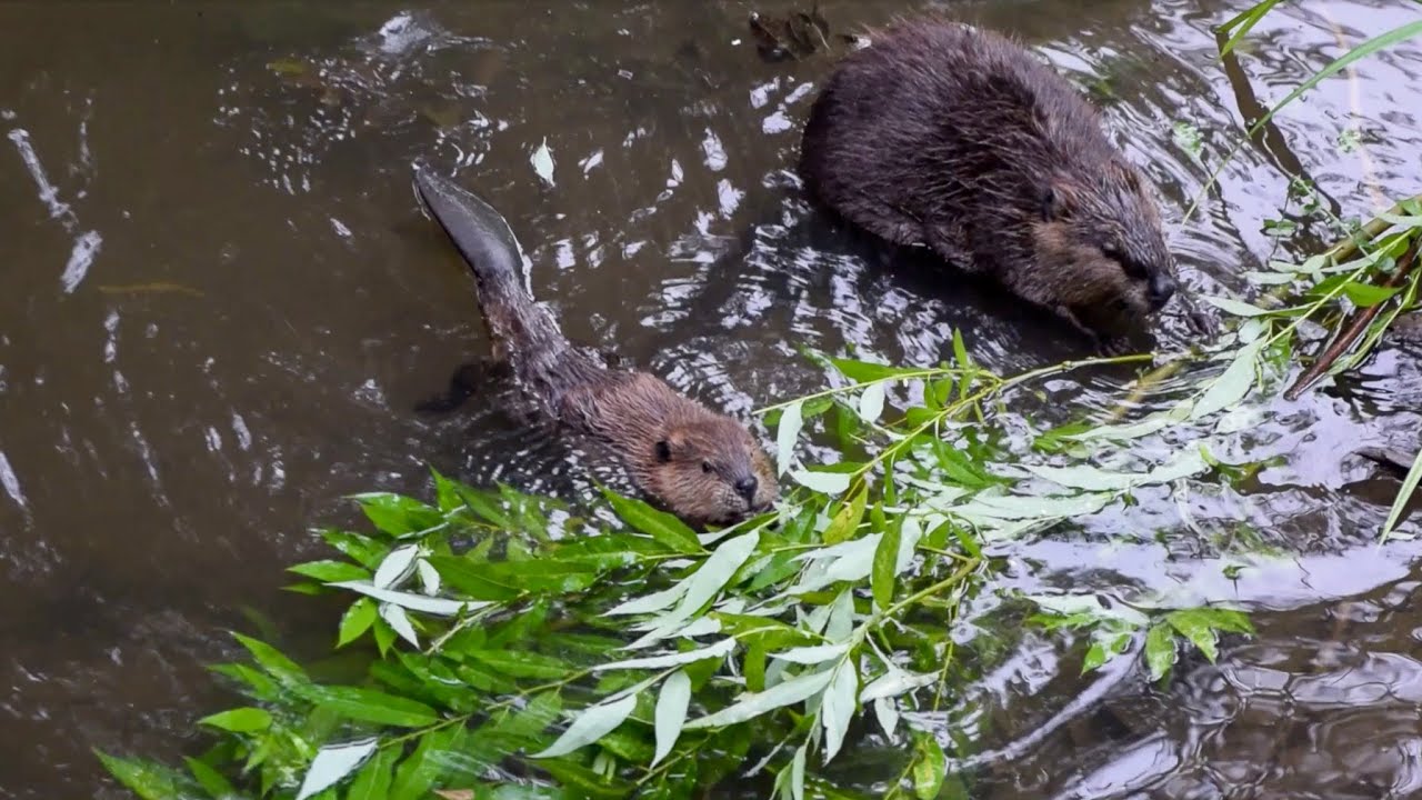 Life at a Beaver Dam in Gresham, Oregon