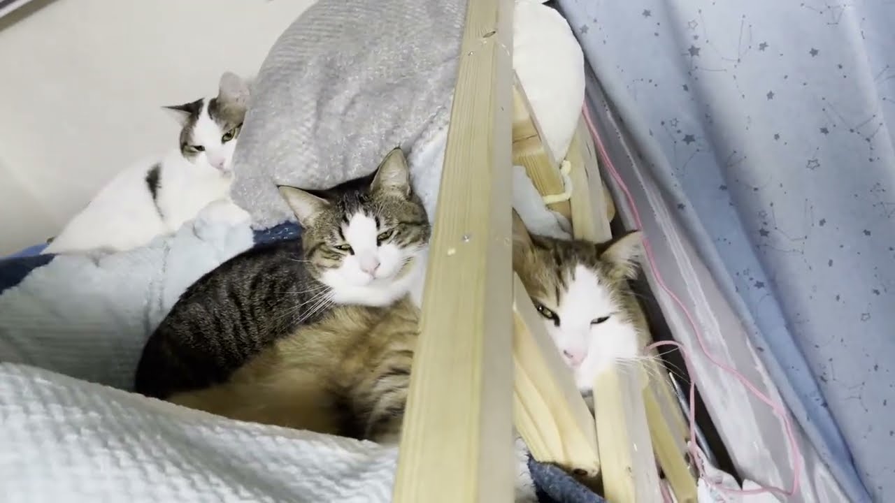 娘よりも先にベッドのド真ん中で爆睡している猫