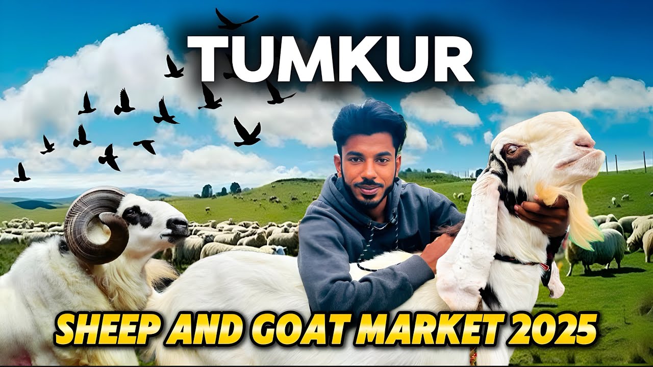 Tumkur Sheep And Goat Market 2025❤️ BAKRID SPECIAL 2025