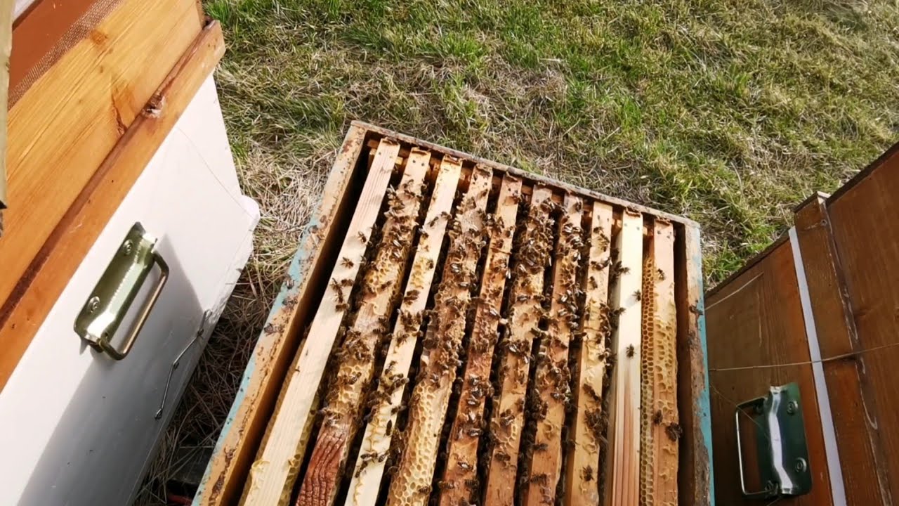 Familii Carpatine in decembrie. Regine producție poprie. Iernare pe 10 rame.