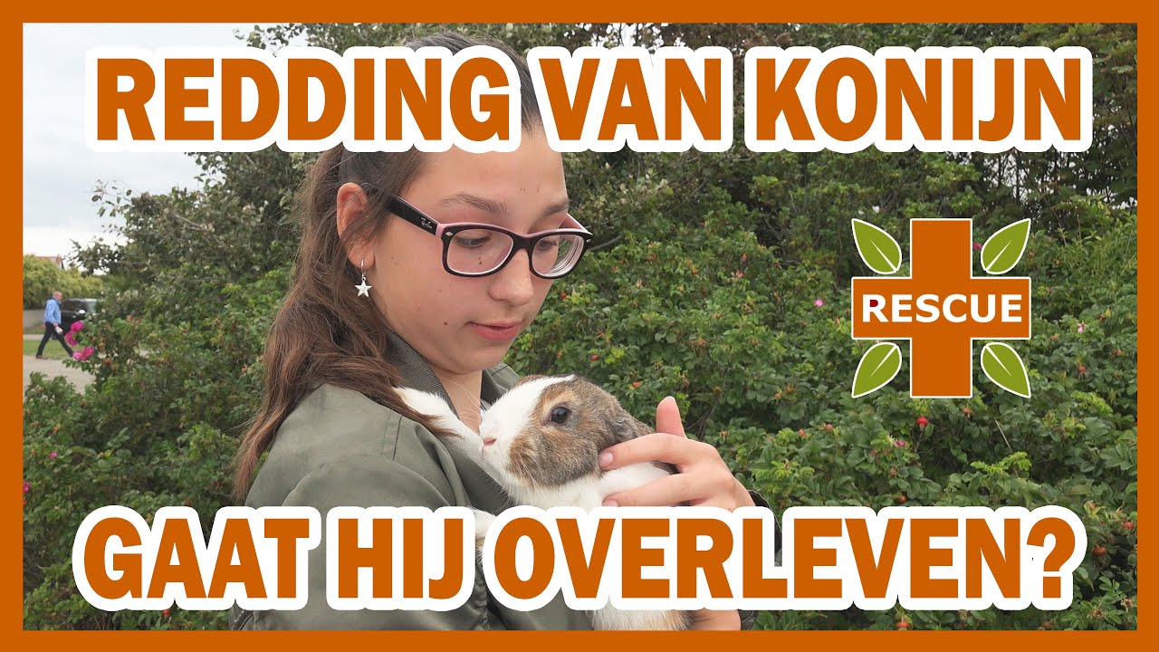 ZO REDDE IK HET LEVEN VAN EEN WILD KONIJN DIE HET ANDERS NIET OVERLEEFD HAD - #314