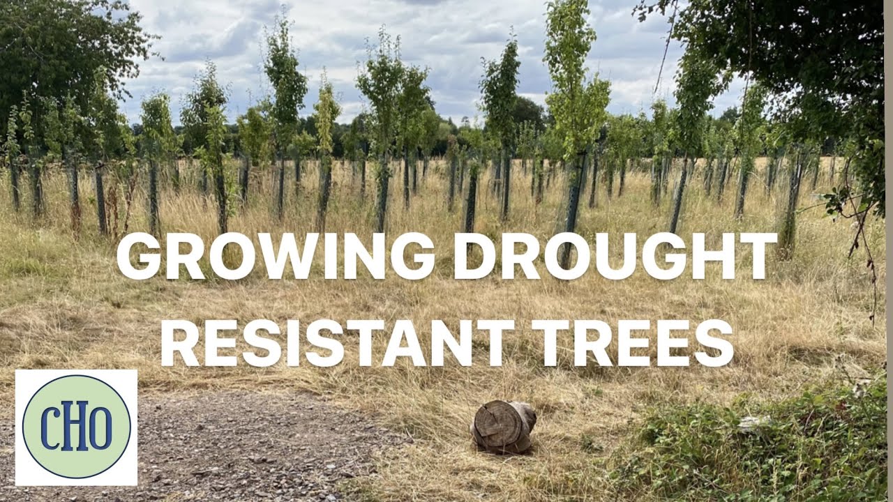 Growing Drought Resistant Trees
