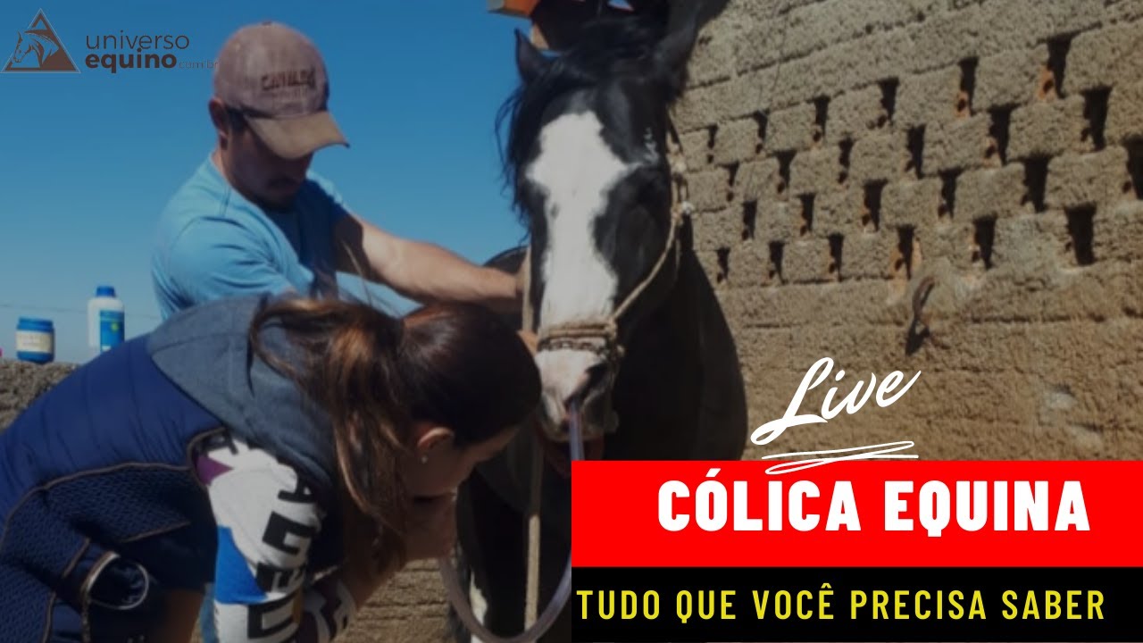 Síndrome Cólica em Equinos - O que você deve saber!!!