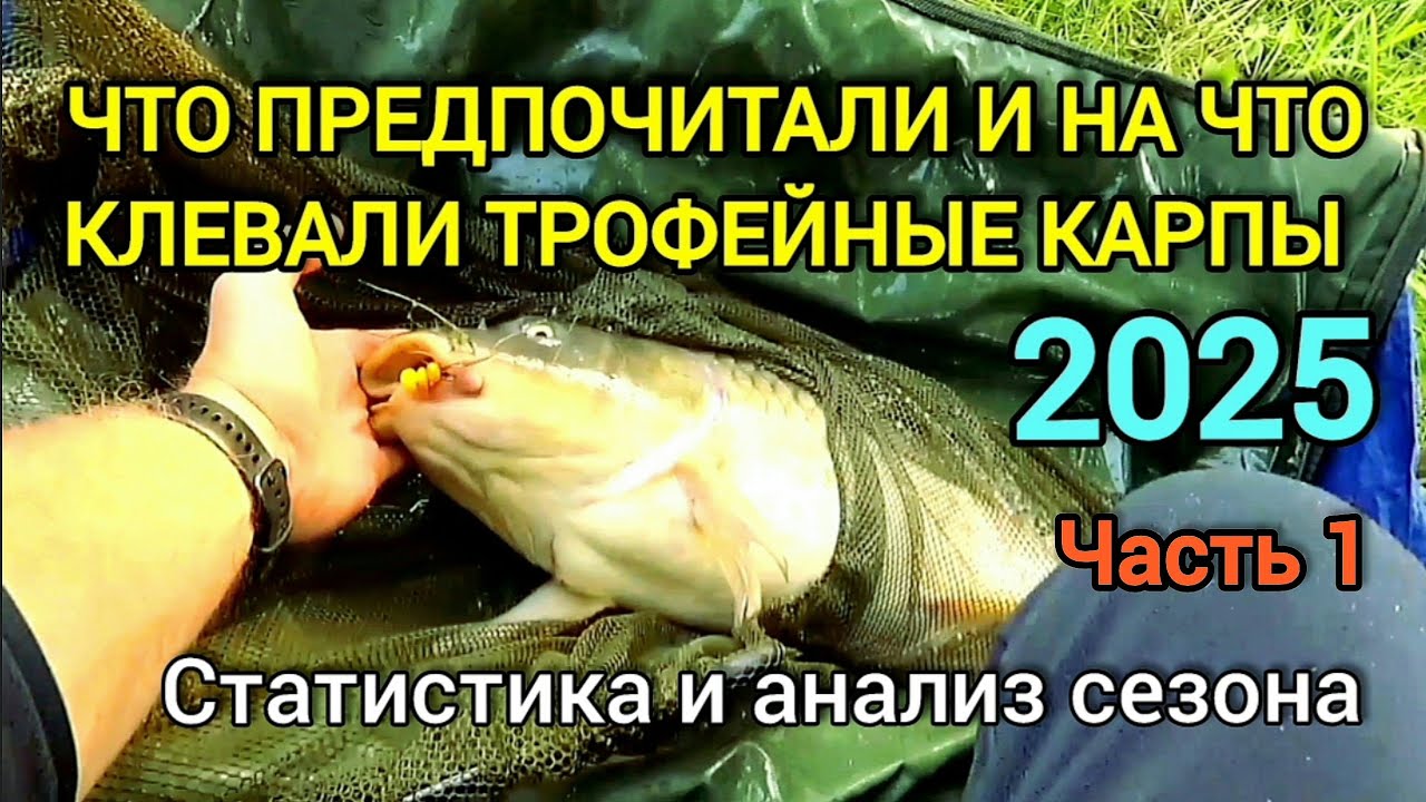 Что предпочитали и на что клевали трофейные карпы 2025 г ? Часть 1