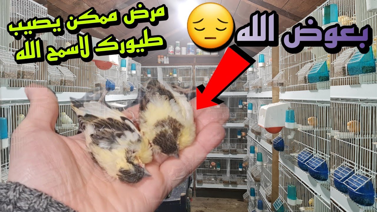 احذروا هذا لمرض لخطير لا علاج له 😔 #كناري #حسون #بادجي