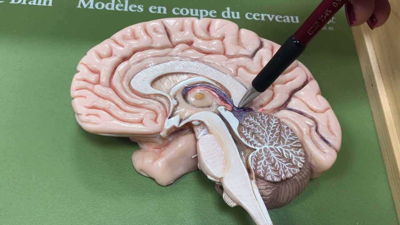 Cerebellum, Diencephalon ve Bazal Ganglionlar