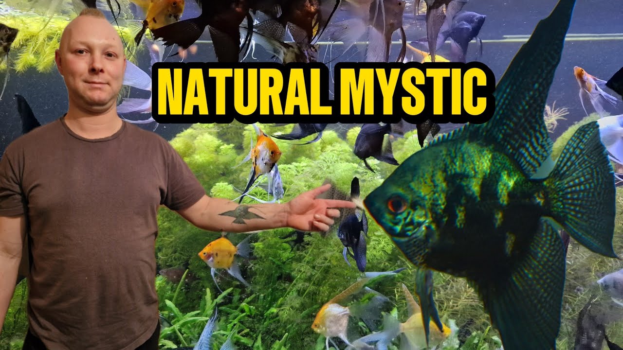 NATURAL MYSTIC - hodowla skalarów