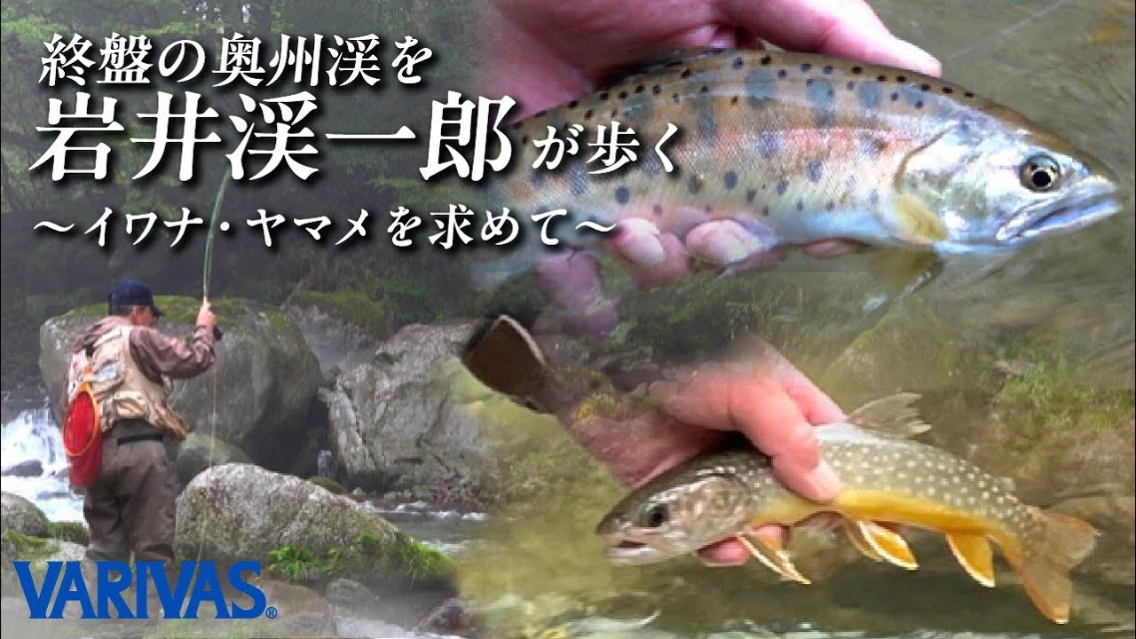 終盤の奥州渓を岩井渓一郎が歩く～イワナ・ヤマメを求めて～【VARIVASフライフィッシング】