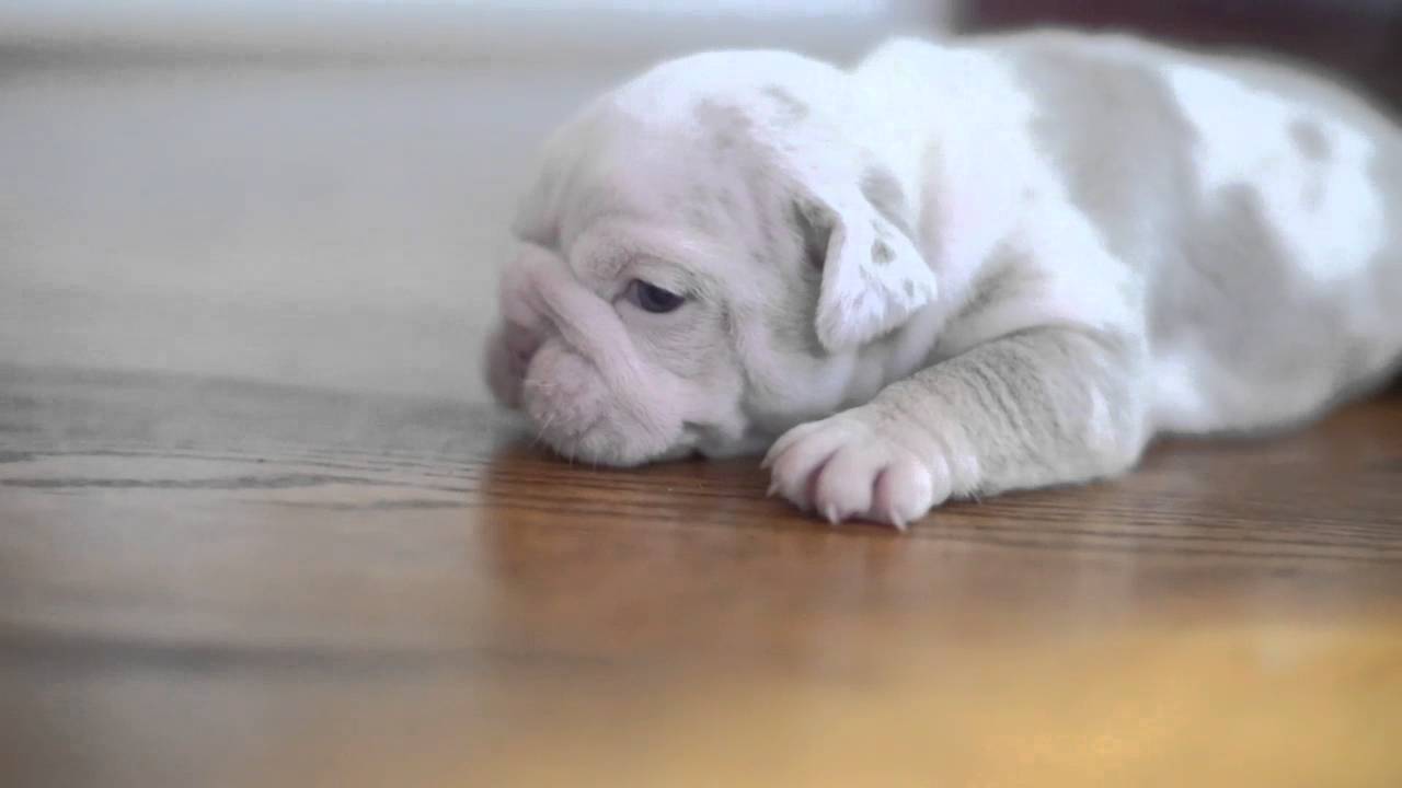 Lilac Tri Merle English Bulldog Female 3 weeks  www.jbbullies.com