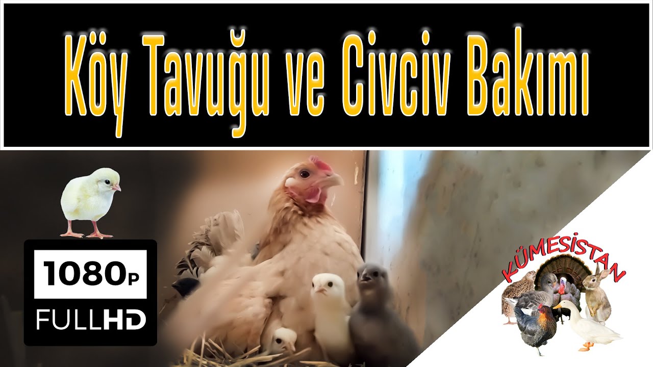Gurk Tavuk Civciv Çıkımı - Civciv Bakımı Nelere Dikkat Etmeliyiz