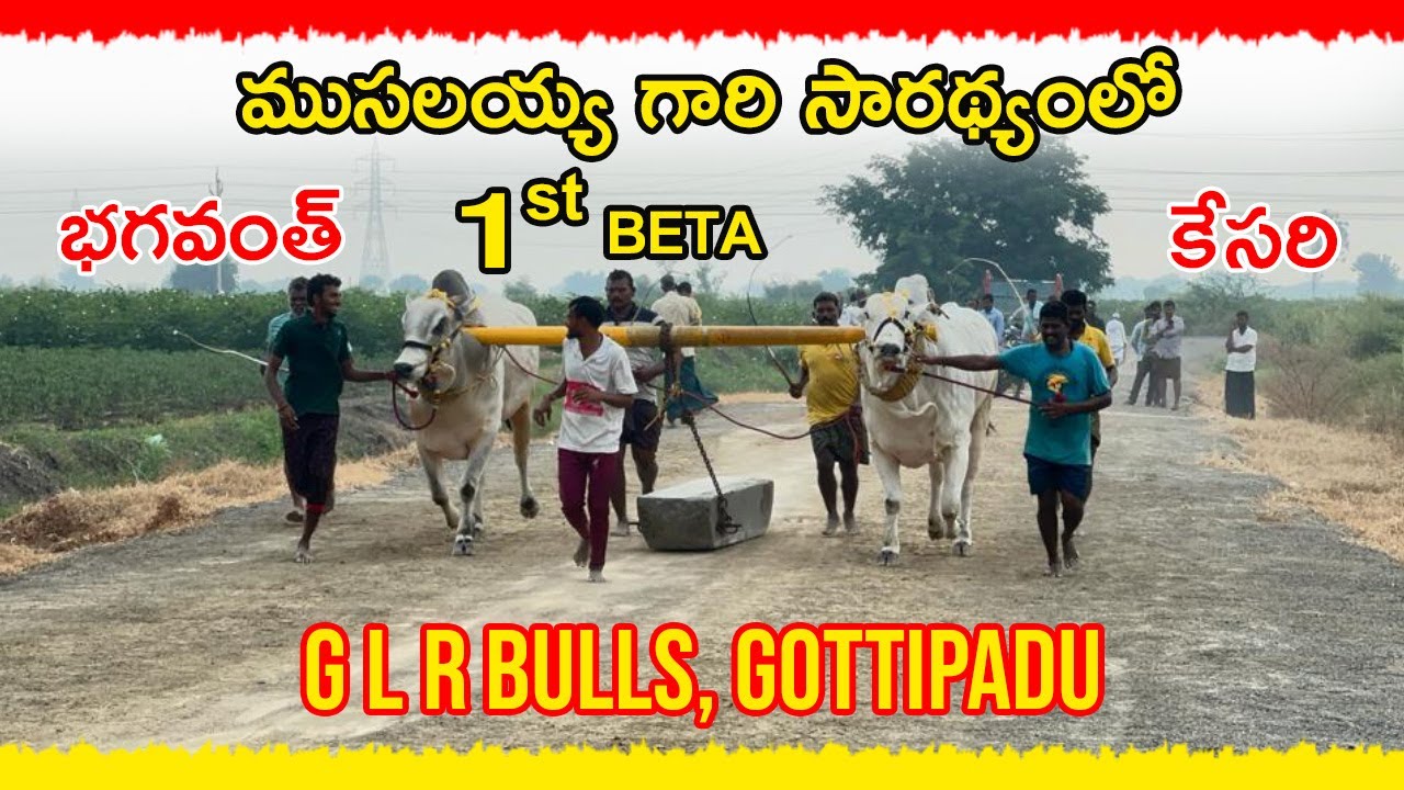 G L R BULLS | Bhagavanth Kesari First  BETA | Gottipadu | Bulls Of Andhra