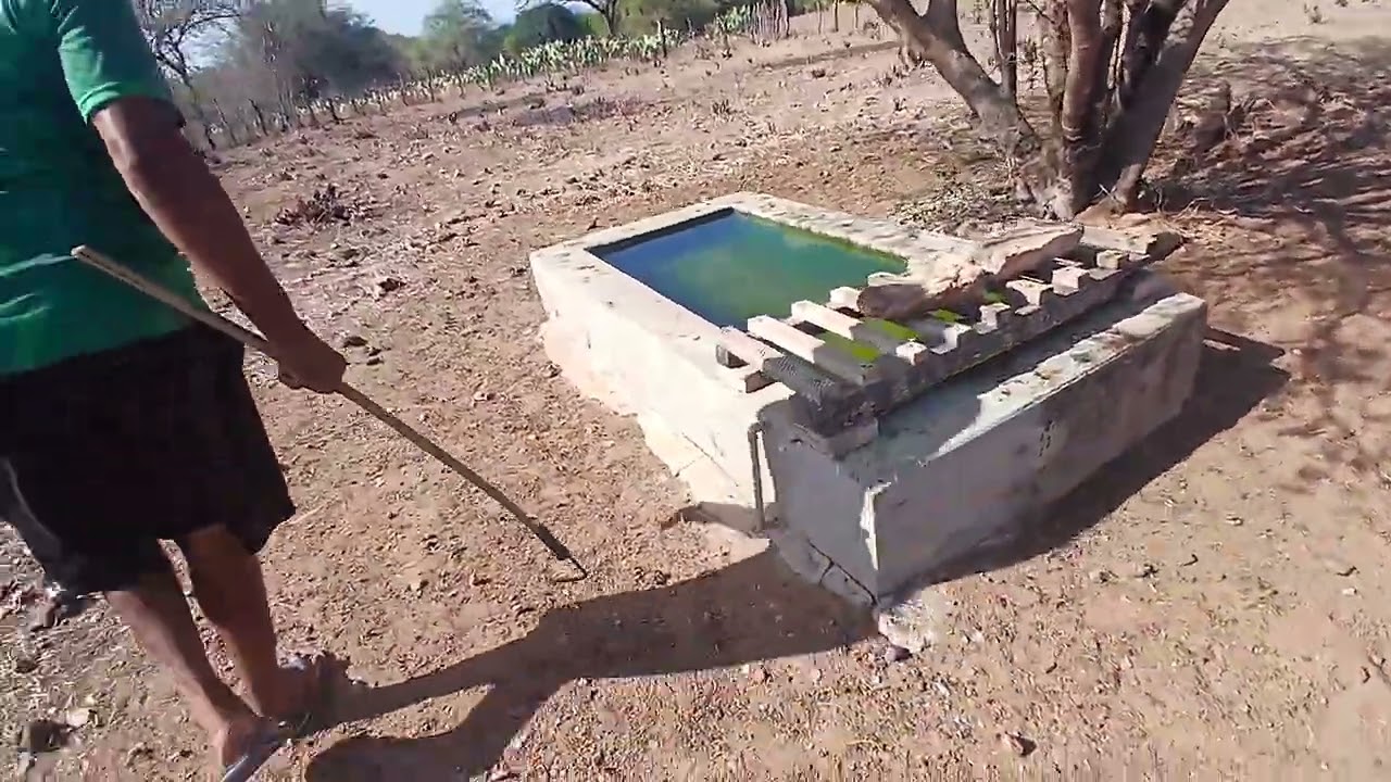 NELSON BATEU DE FRENTE COM UMA COBRA JARARACA, VEJAM OQUE ACONTECEU!