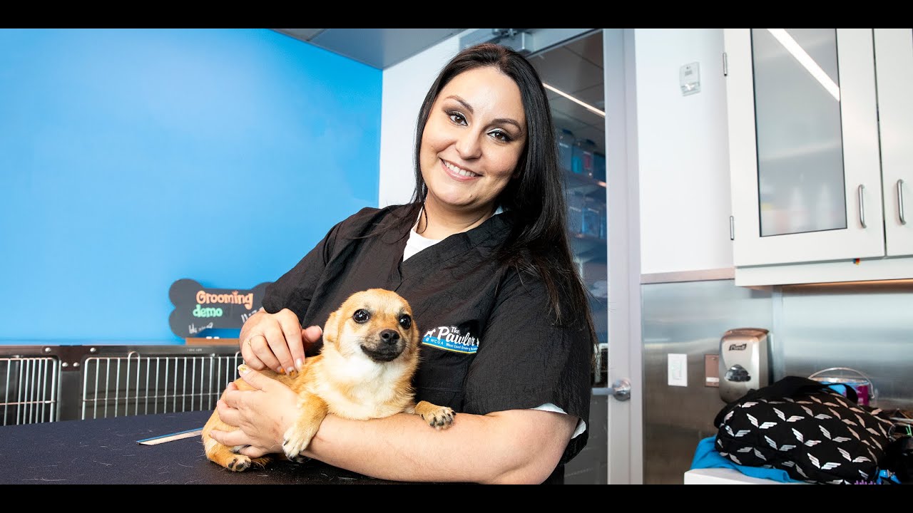 PetSpace Wellness Workshop: The Groomer + Pet Parent Team