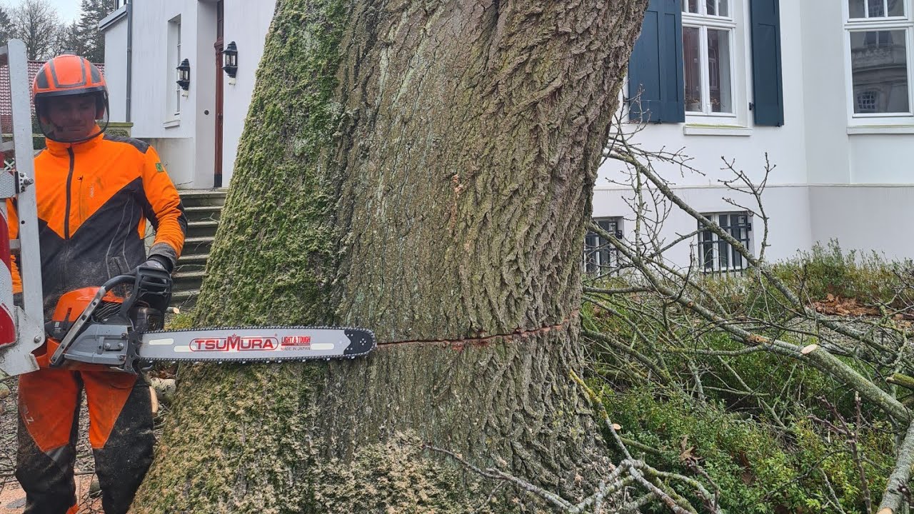 GEFAHR IM VERZUG! Not-Fällung einer Robinie! Warum musste dieser Baum weg? Was hättet ihr gemacht?