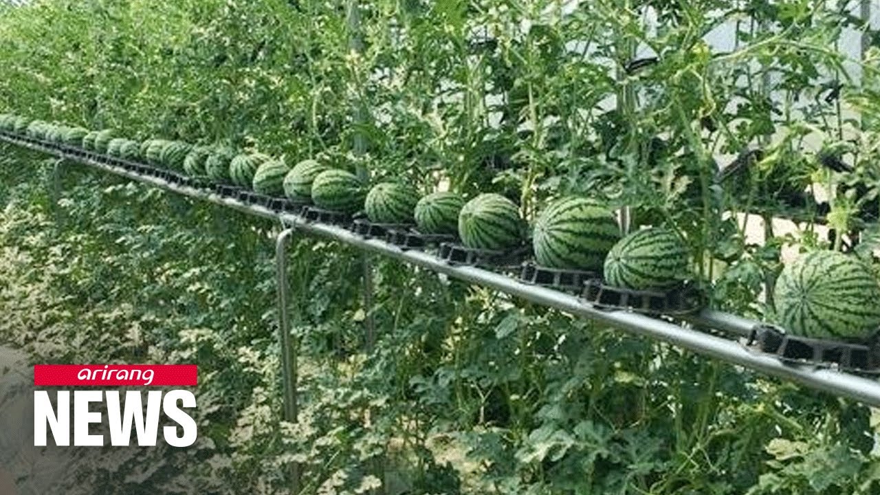 Vertical watermelon cultivation reduces labor, increases productivity