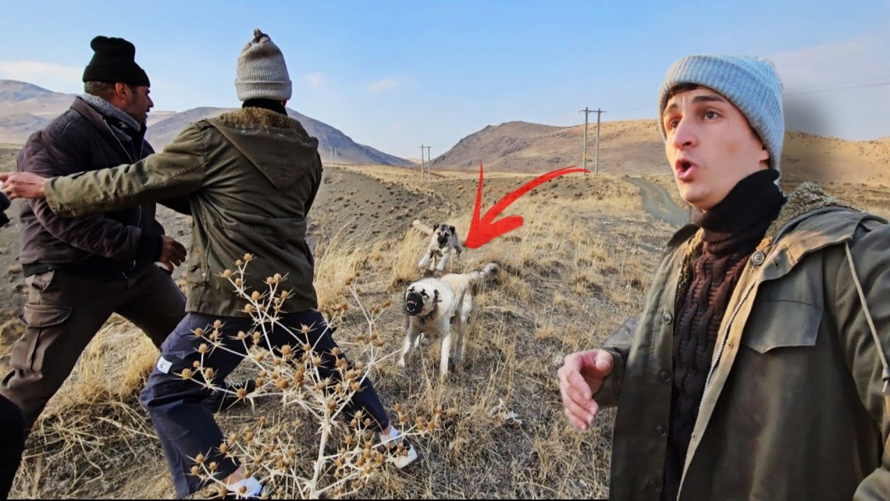 وصلت عند أخطر الكلاب في العالم !! الكانجال التركي 🐕🇹🇷