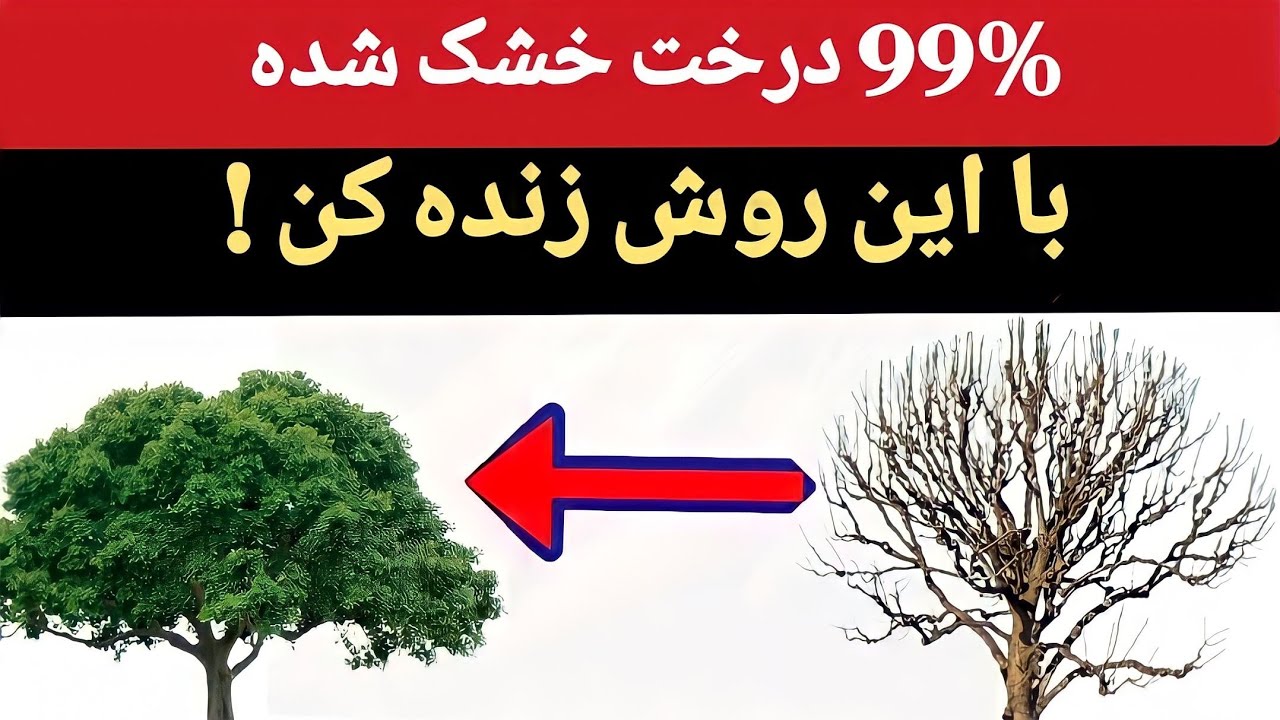 💥درختان در حال خشک را با این روش زنده کن و میوه با کیفیت بگیر !