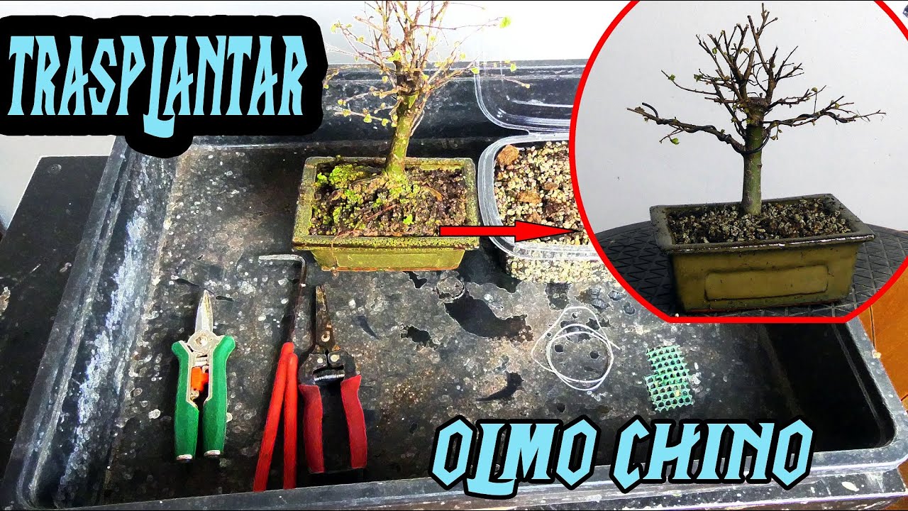 Cómo Cuando y por qué trasplantar Bonsai de Olmo Chino Comercial