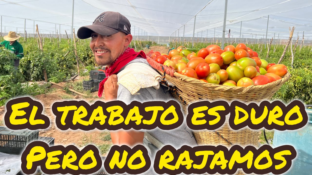 En La Pisca Del Jitomate O Tomate Rojo