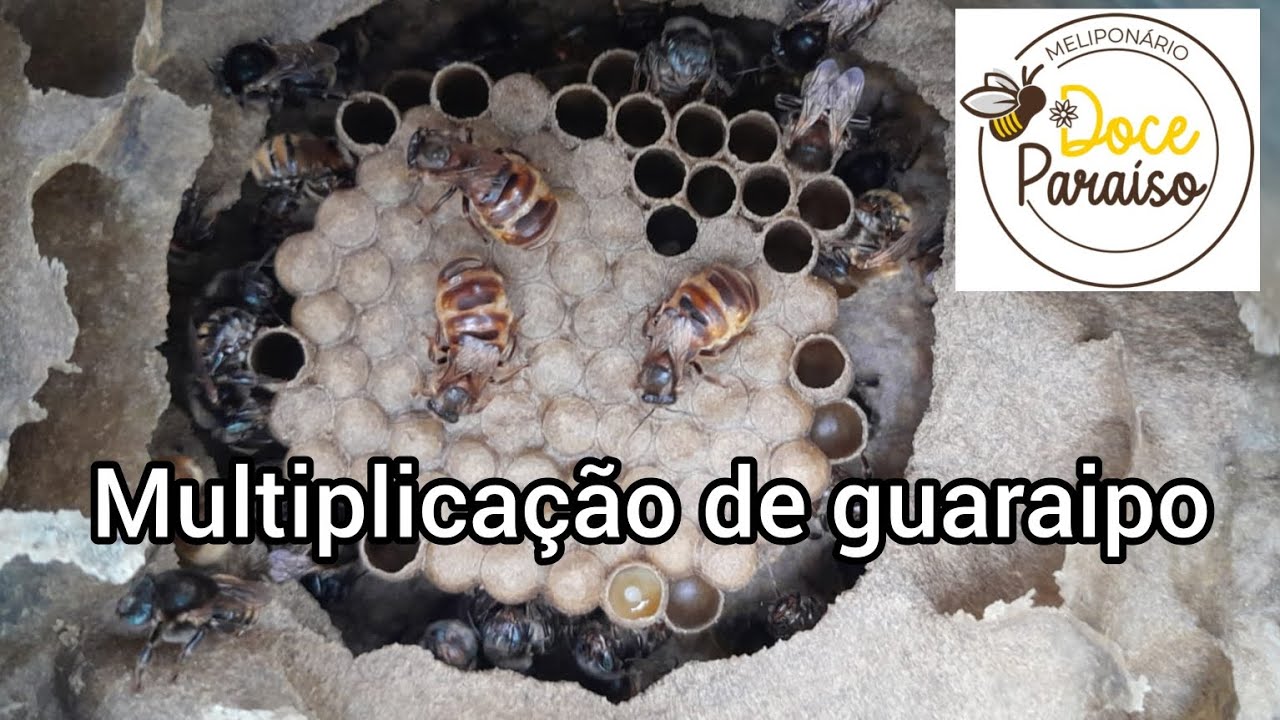 Processo completo de multiplicação da abelha nativa sem ferrão Guaraipo (Melipona bicolor schencki)