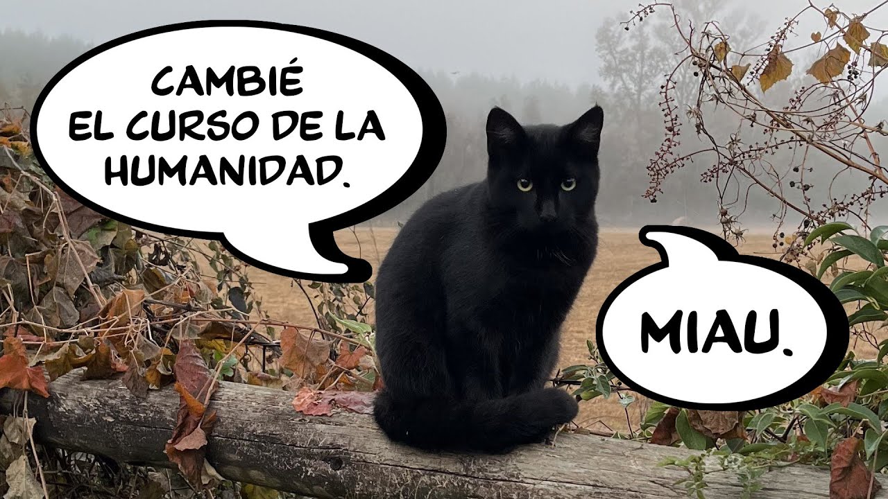 ESTE GATO HIZO TU VIDA 1000% MAS FACIL