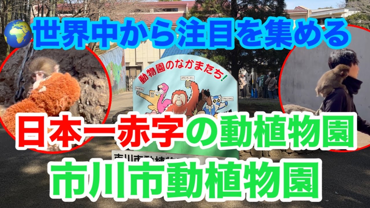 世界中で話題のパンチくんに会いに【市川市動植物園へ】日本一赤字の動植物園