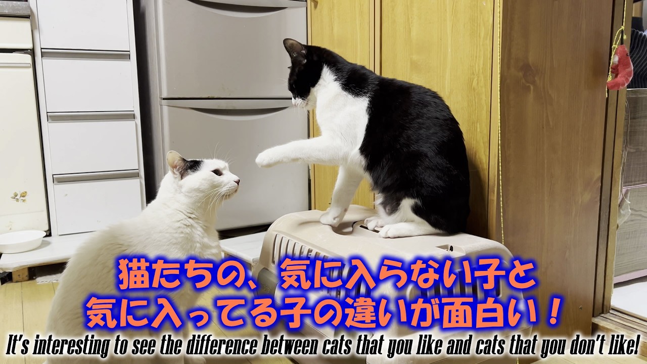 猫たちの、気に入らない子と気に入ってる子の違いが面白い！It's interesting to see the difference between cats that you like and ca