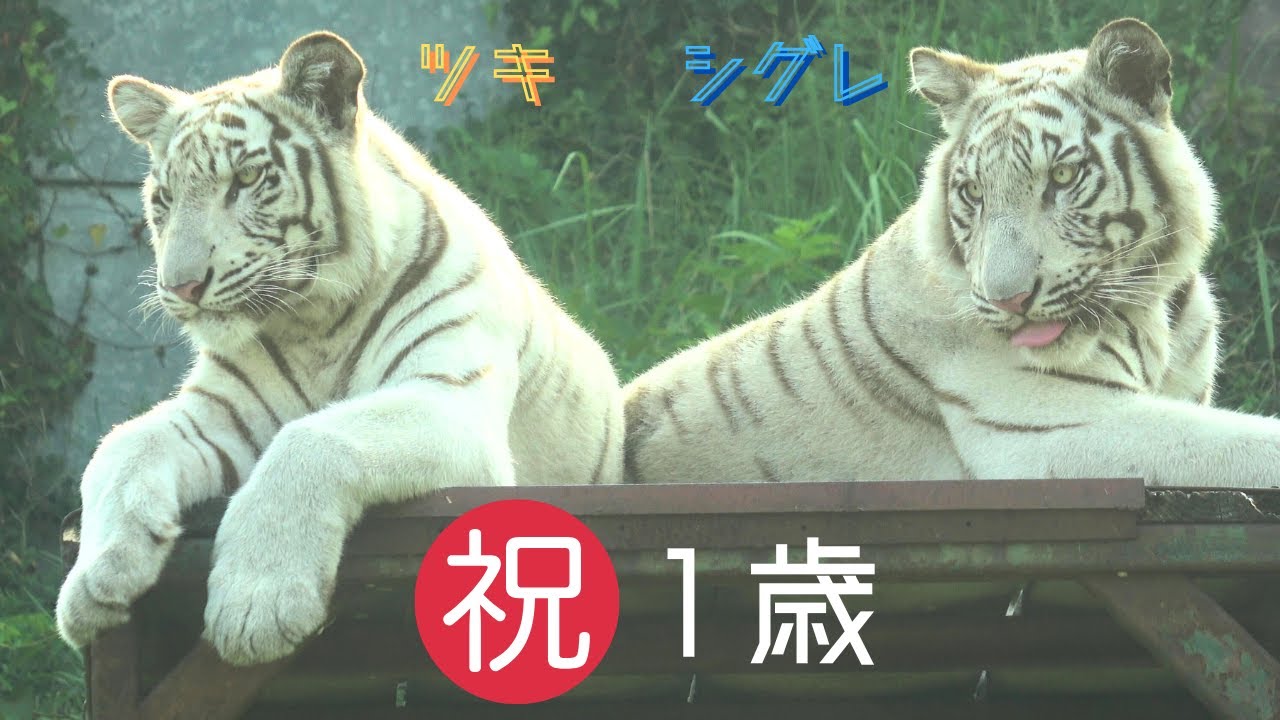 【ツキシグ　祝　１歳】伊豆アニマルキングダム　ホワイトタイガー「ツキ」「シグレ」「シロップ」