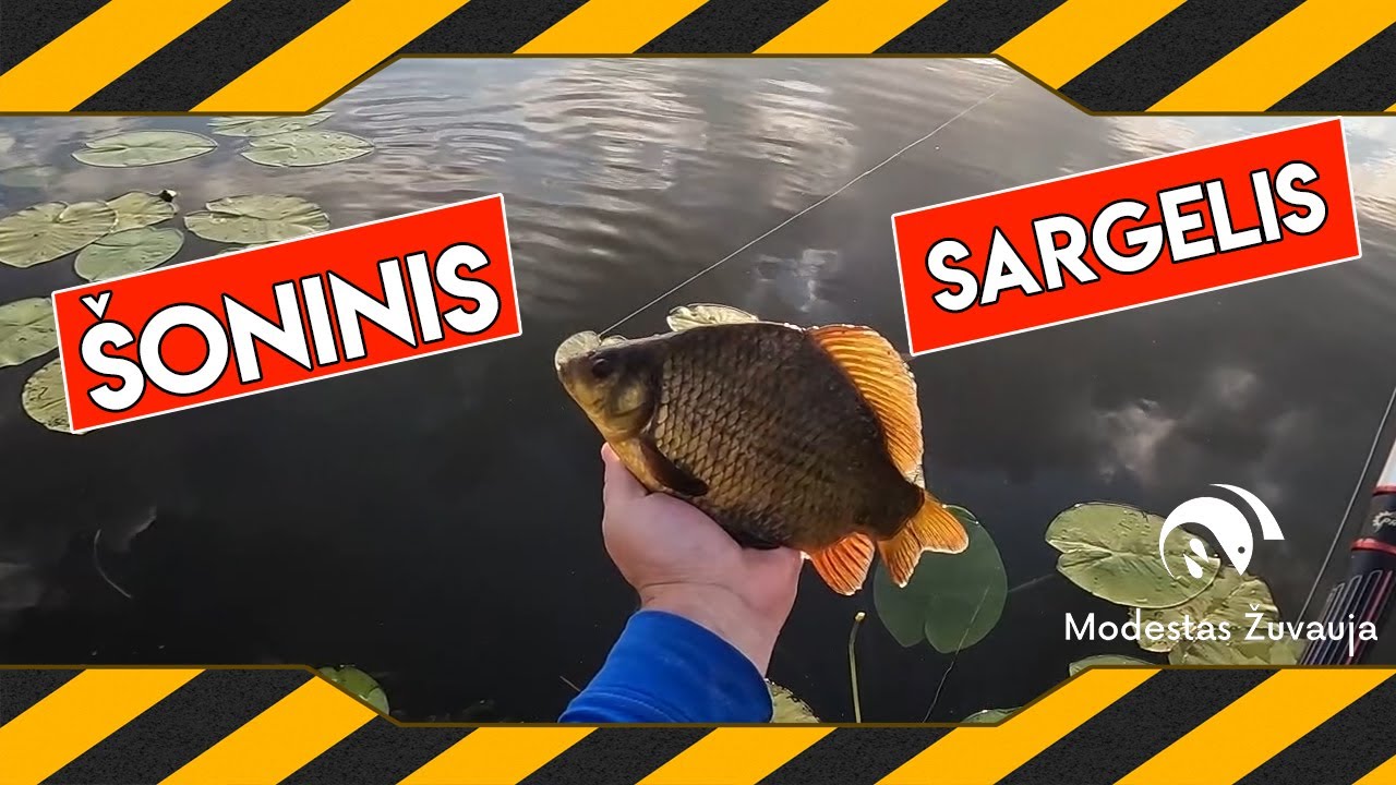 Šoninis sargelis