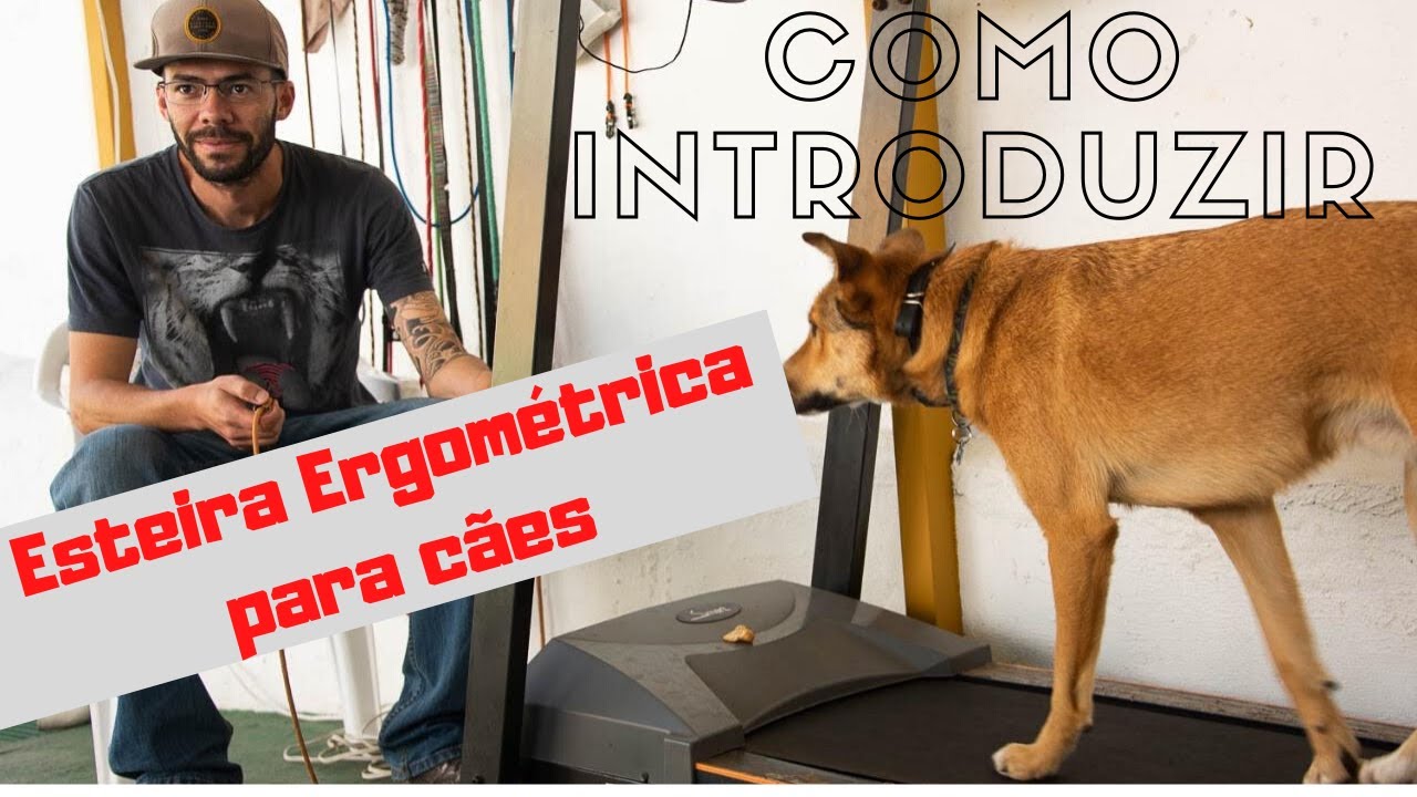 Como introduzir um cachorro na esteira ergométrica - Bangalô Dog Hostel