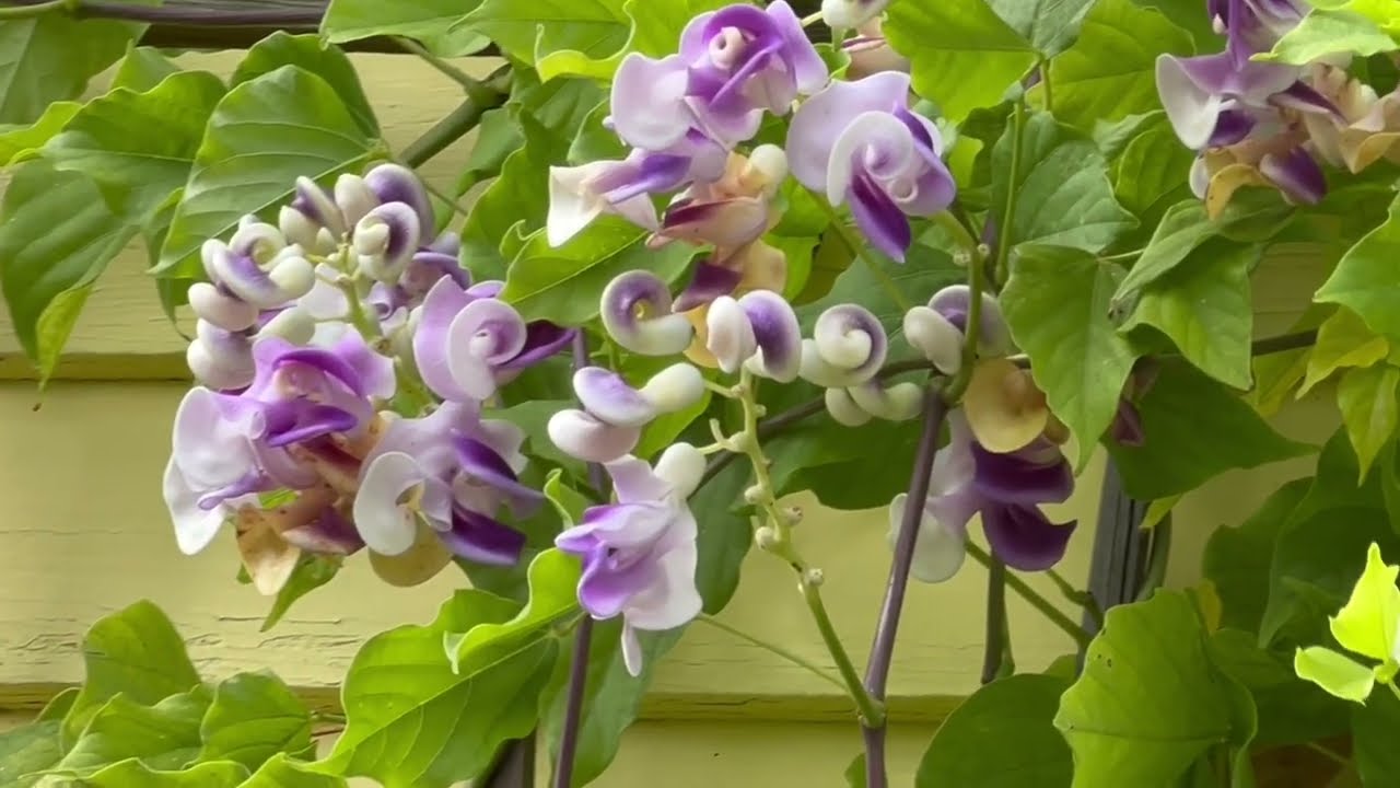 Snail Flower Part I - Flowering Vines for Containers