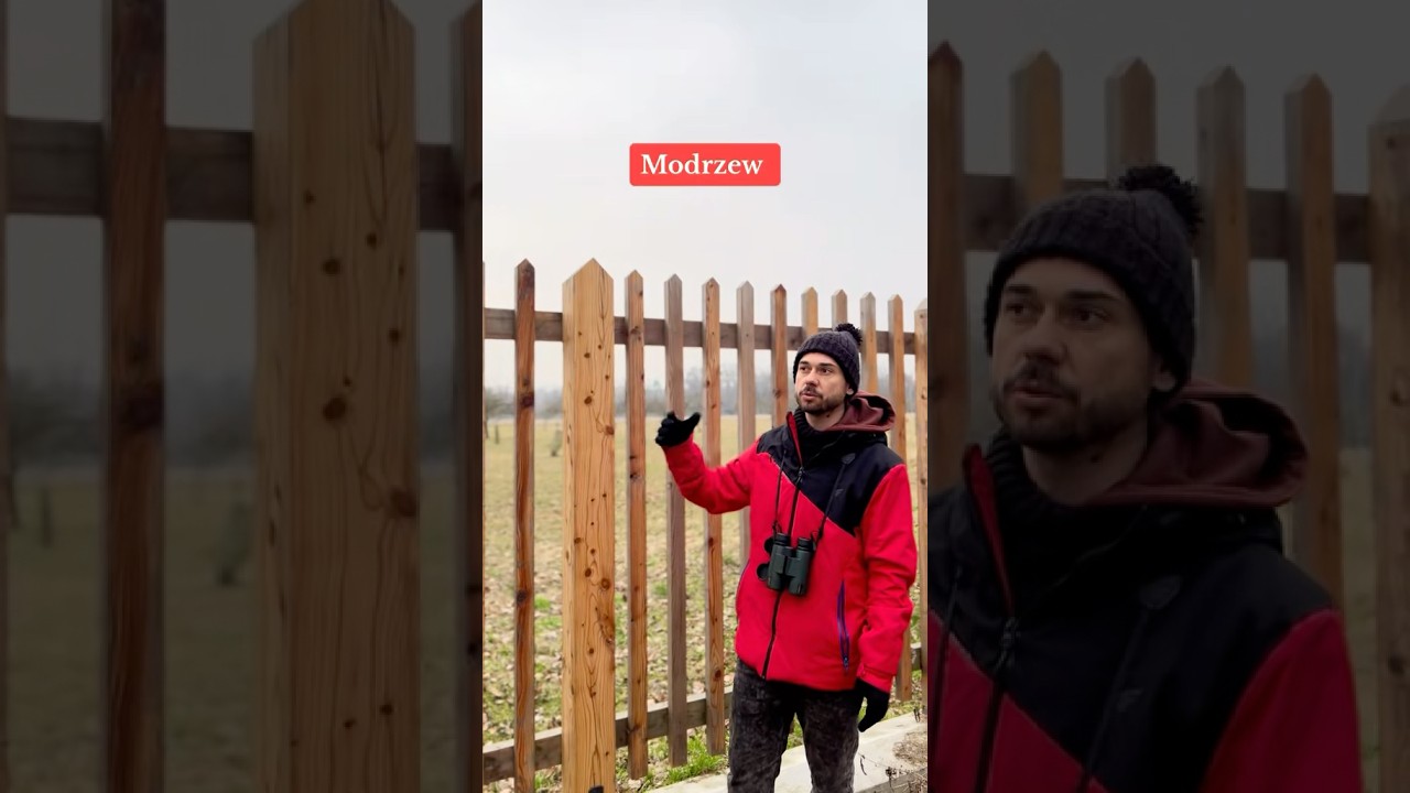 Planujesz elewację lub ogrodzenie z Modrzewia? 🌲