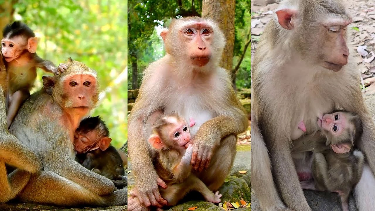 Pepper come to see Jezzy nursing milk baby, Lovely Jiva and Paris is vert friendly.