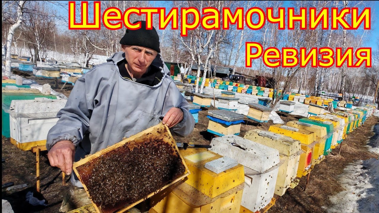 ШЕСТИРАМОЧНИКИ РЕВИЗИЯ И СТИМУЛЯЦИЯ! 