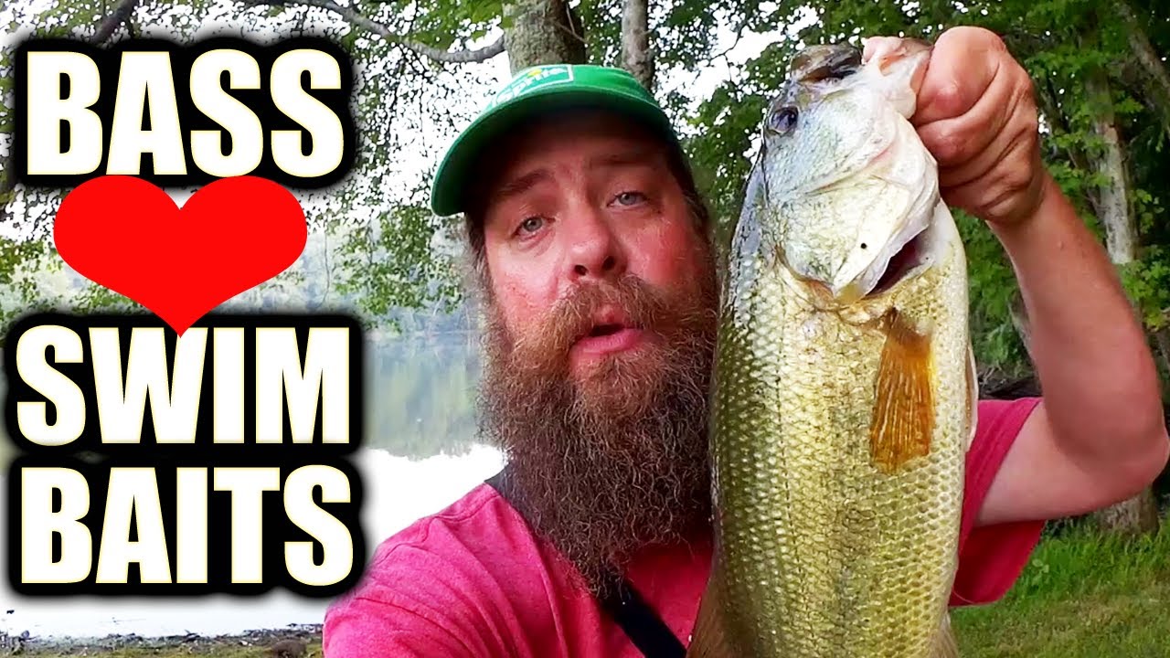 Largemouth Bass LOVE Keitech Swimbaits - Texas Rig Swimbait Fishing!