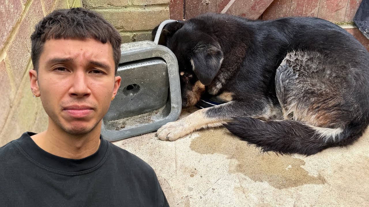 We Rescued This Dog… He Didn’t Want to Exist