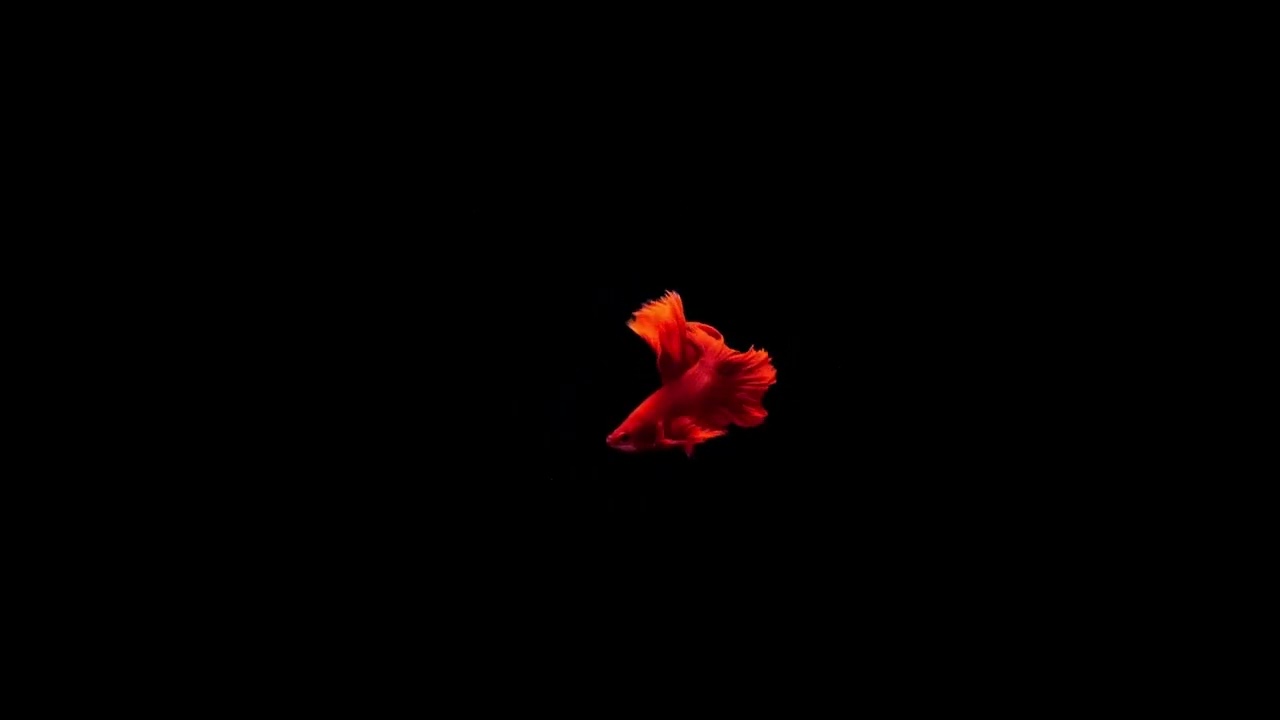 RED BETTA FISH  RELAXING VIDEO  PEACEFUL TV SCREEN