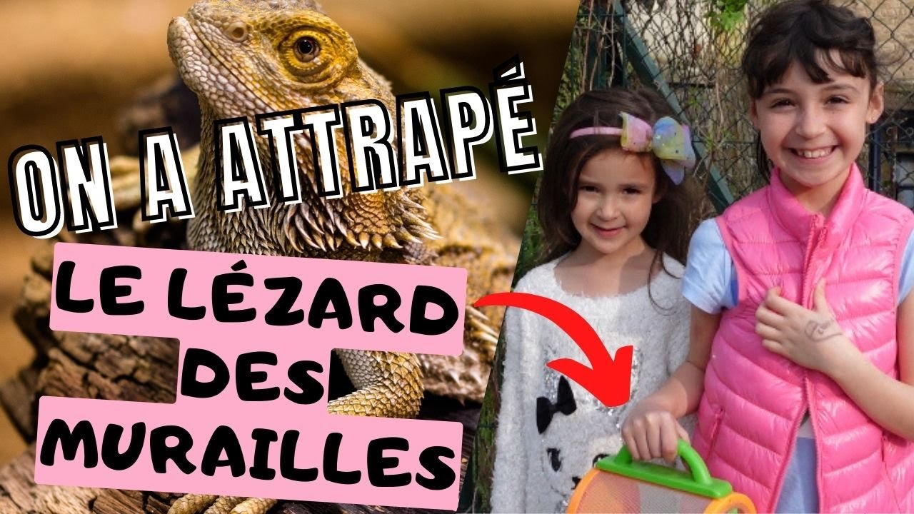 J’ai attrapé le lézard des murailles 🐉