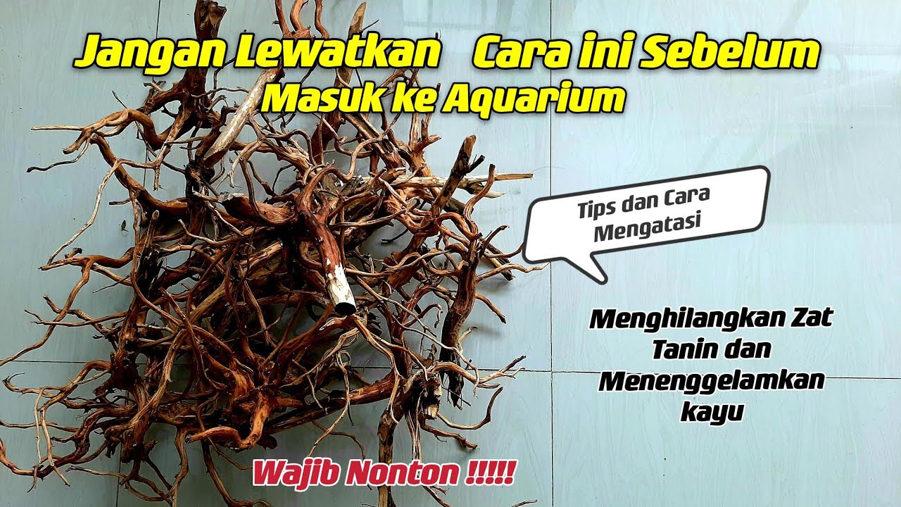 #44 Cara menghilangkan tanin pada kayu aquascape