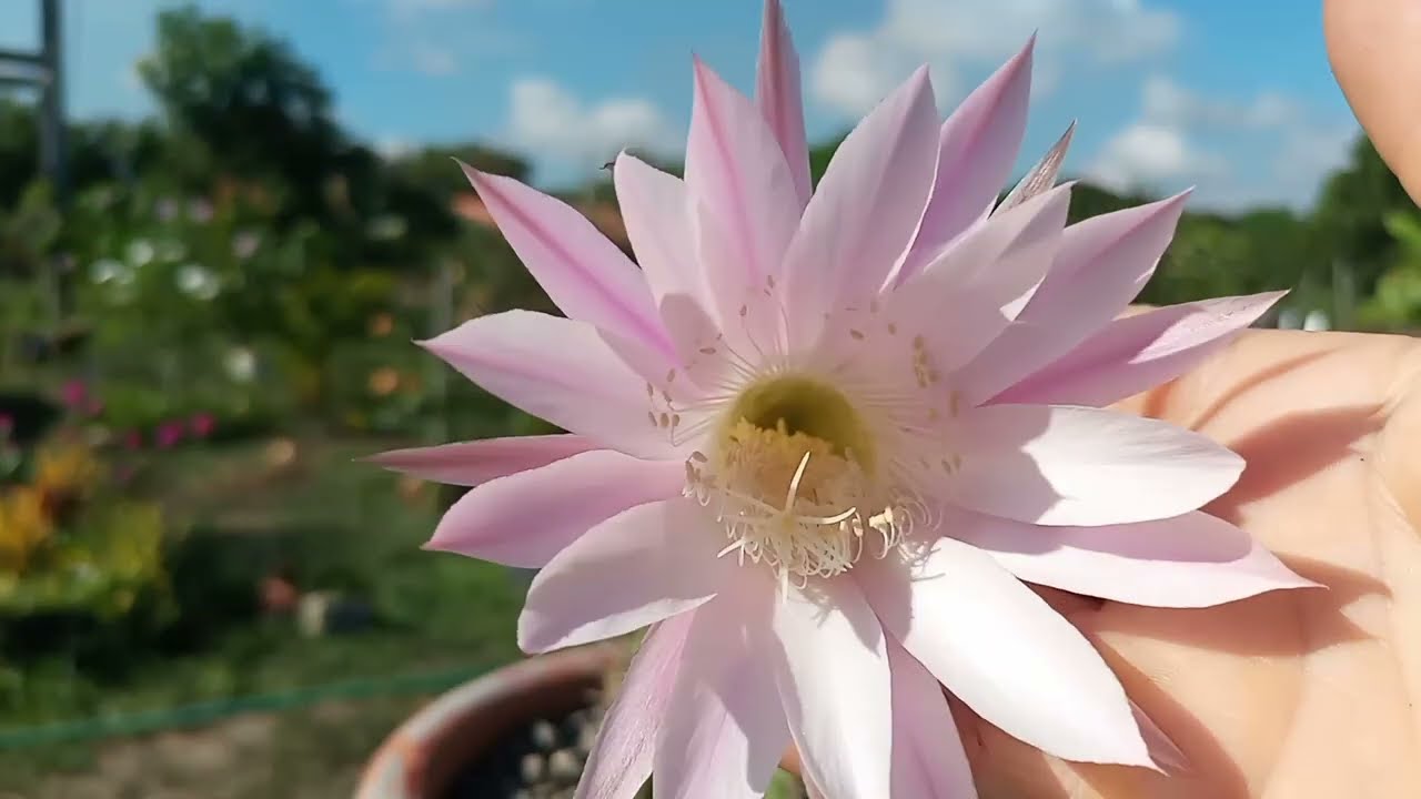 Flores do Cacto Bola Como plantar e cuidar desse cacto/dicas de cultivo 🌵🌵#cactobola
