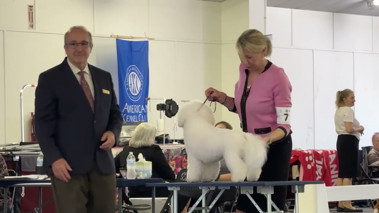 2026-02-20 Bichon Frise Breed Judging Day 3 Greater Panama City Dog Fancier’s Assoc Tallahassee FL